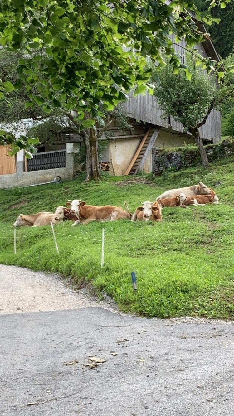 דירות סולצאבה Tourist Farm Gradisnik מראה חיצוני תמונה