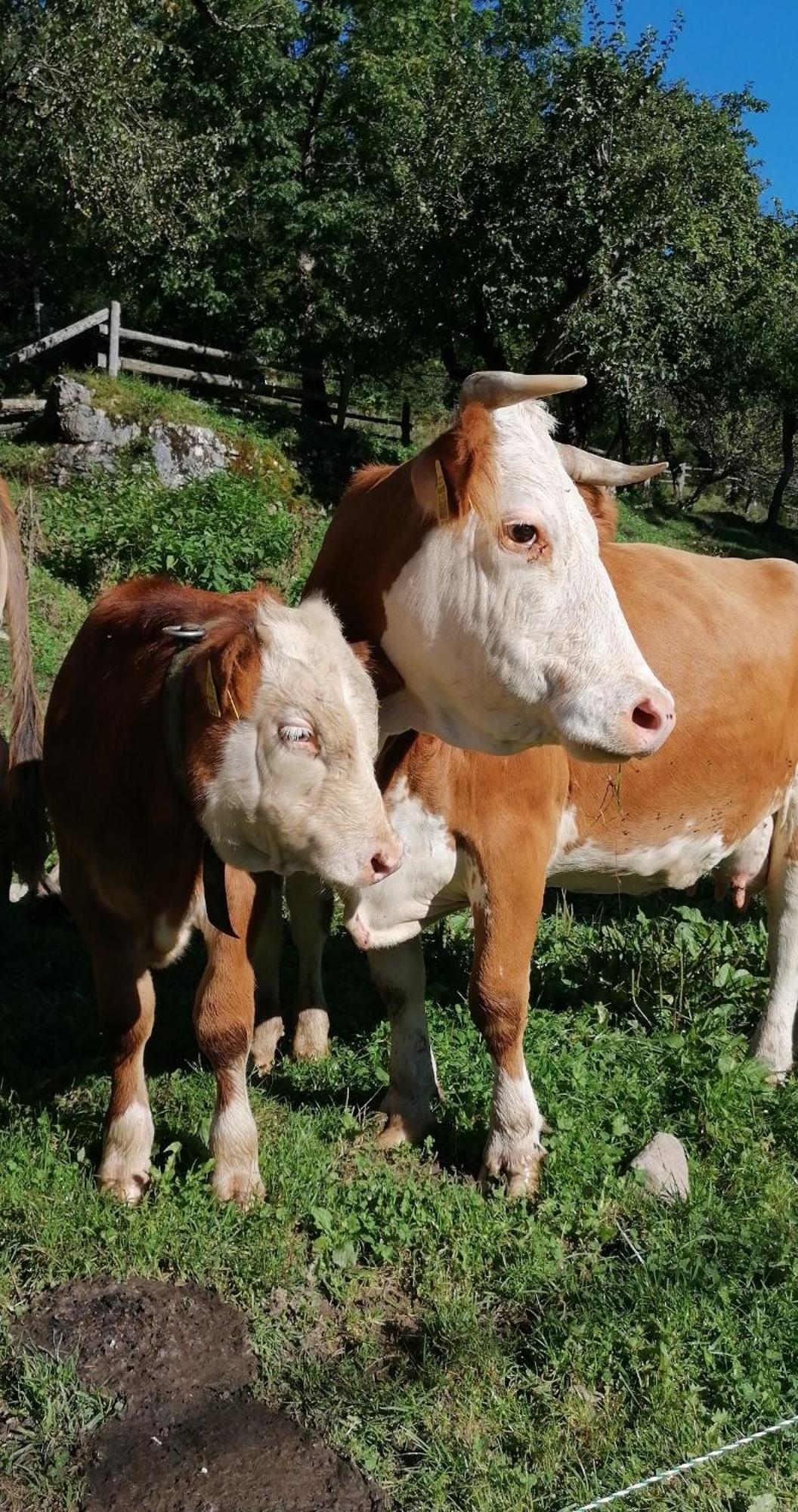 דירות סולצאבה Tourist Farm Gradisnik מראה חיצוני תמונה